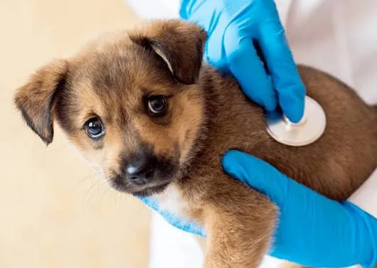 Perro veterinario
